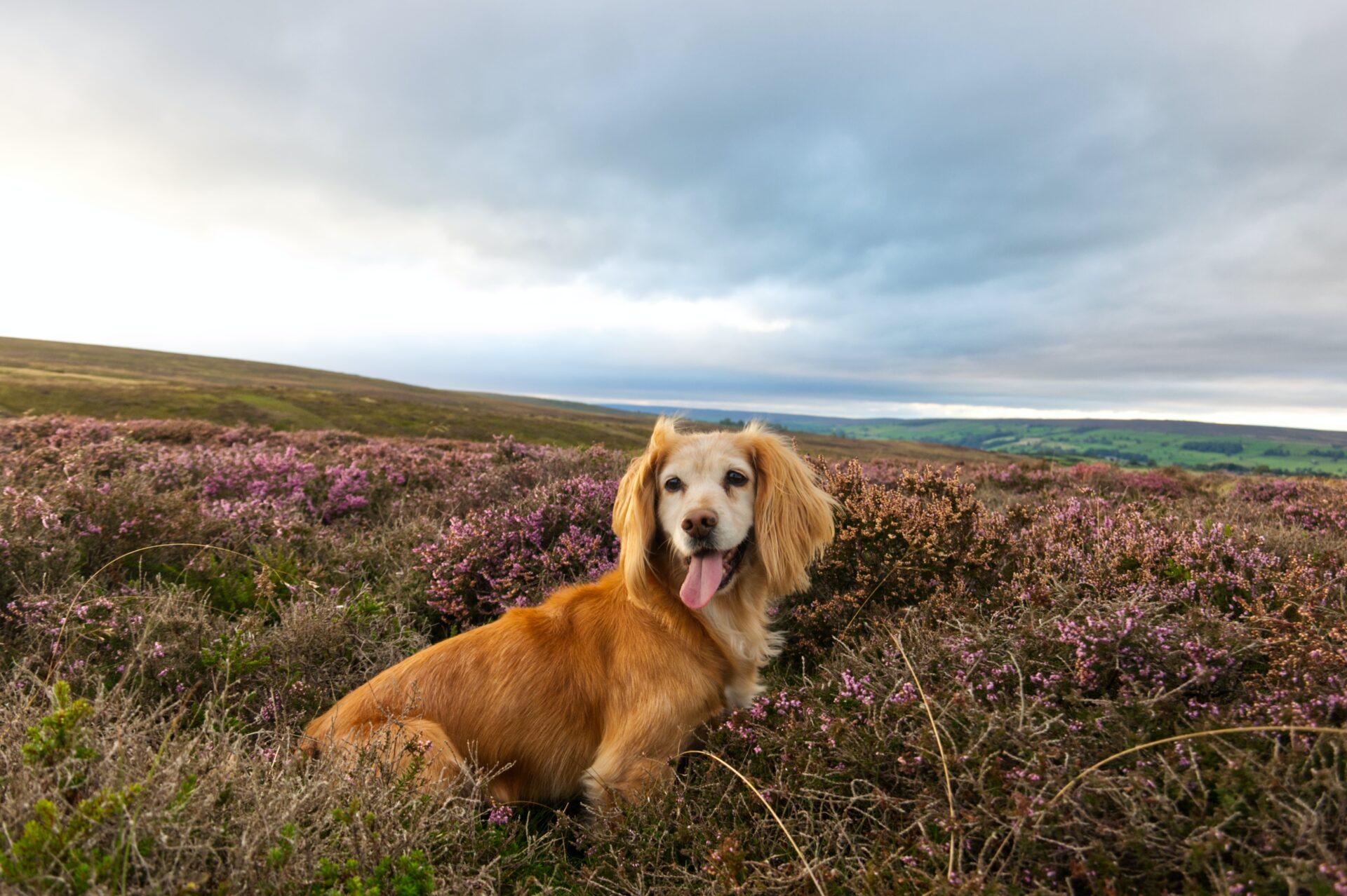 Dog on holiday