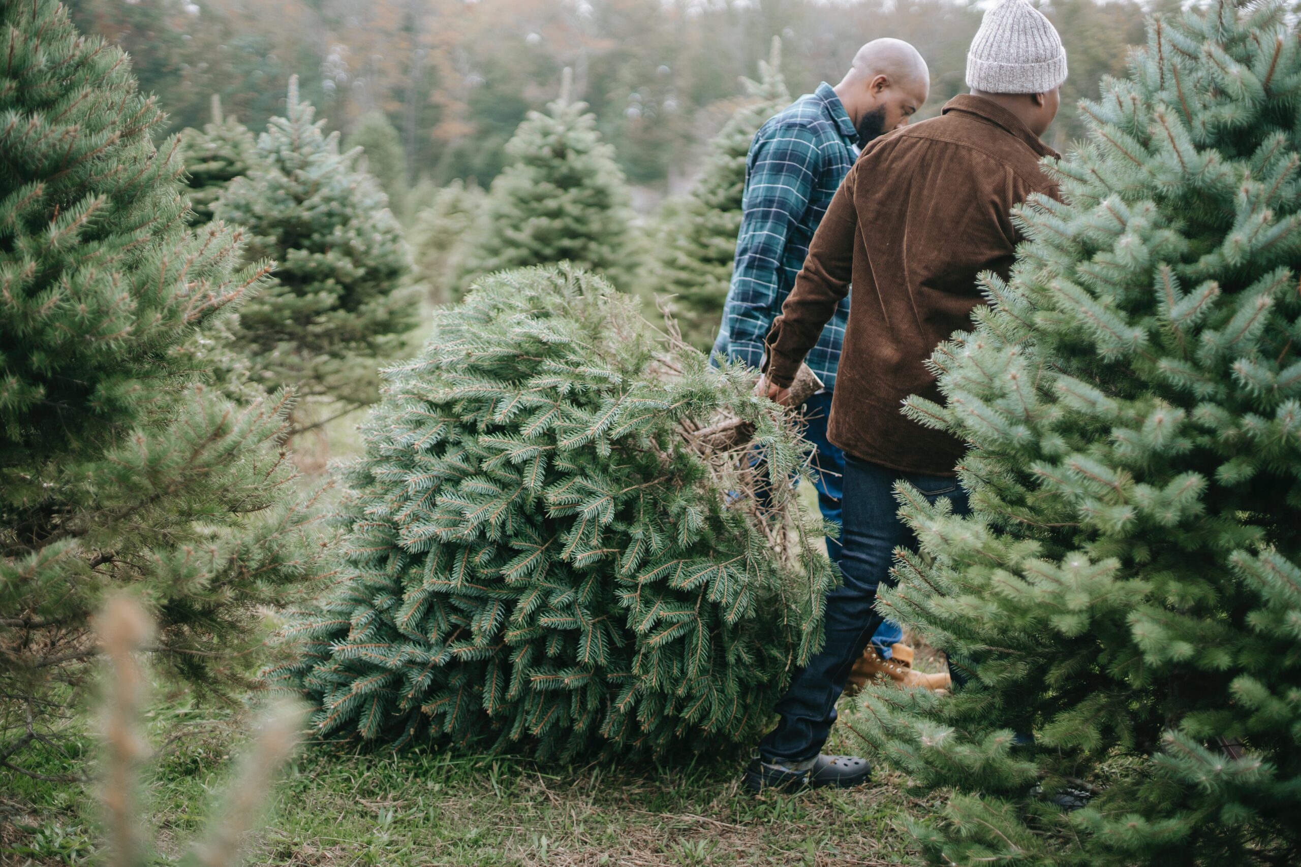 rent a christmas tree from a local farm