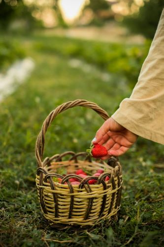 A woman is picking strawberries from a basket in a field.