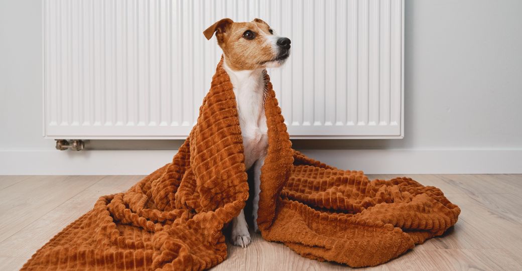 A dog sitting under a blanket in front of a radiator.