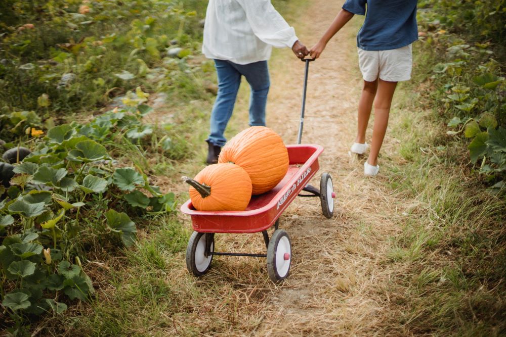 Two children walking down a path with pumpkins in a wagon.