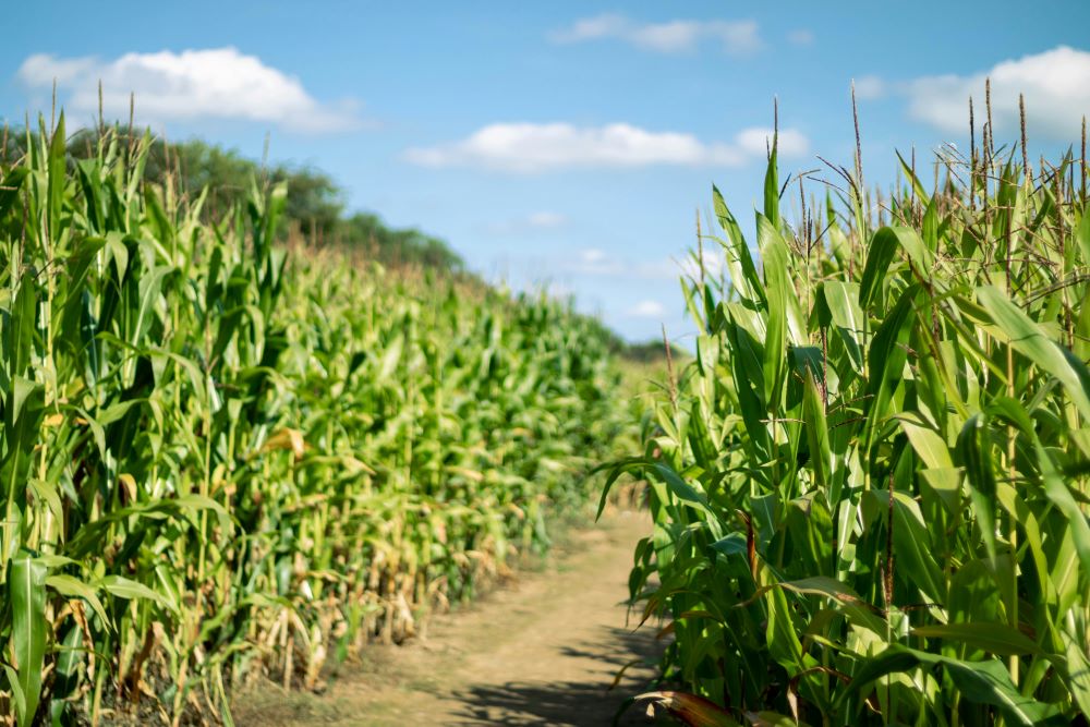 A dirt path through a corn field.
