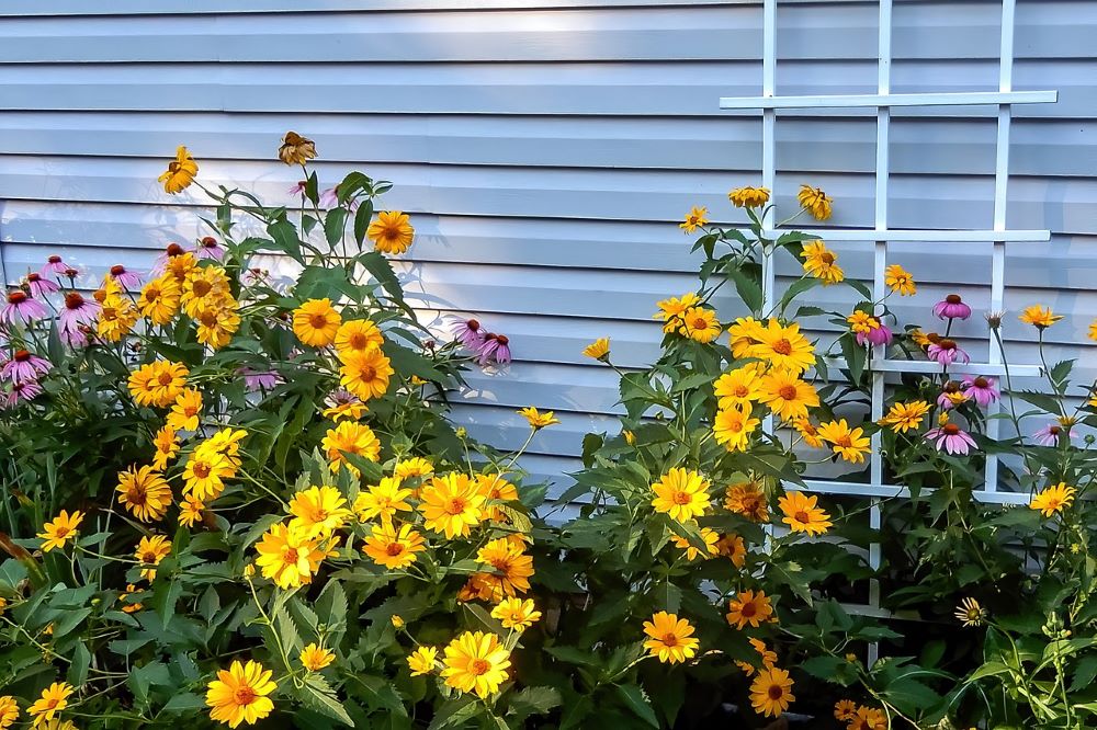 Plant vertically Yellow and magenta flowers bloom beside a white trellis against a gray siding wall, creating a vibrant display that's perfect for budget-friendly small garden ideas.