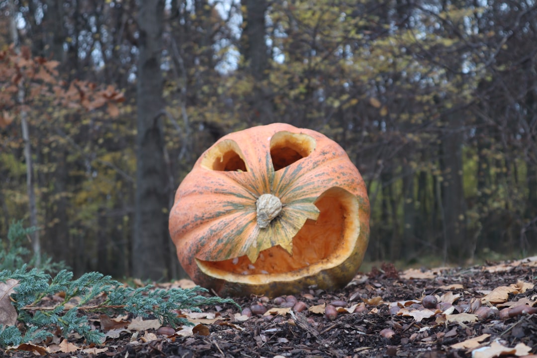 Photo by Alex Dadukin orange pumpkin on ground surrounded by trees during daytime