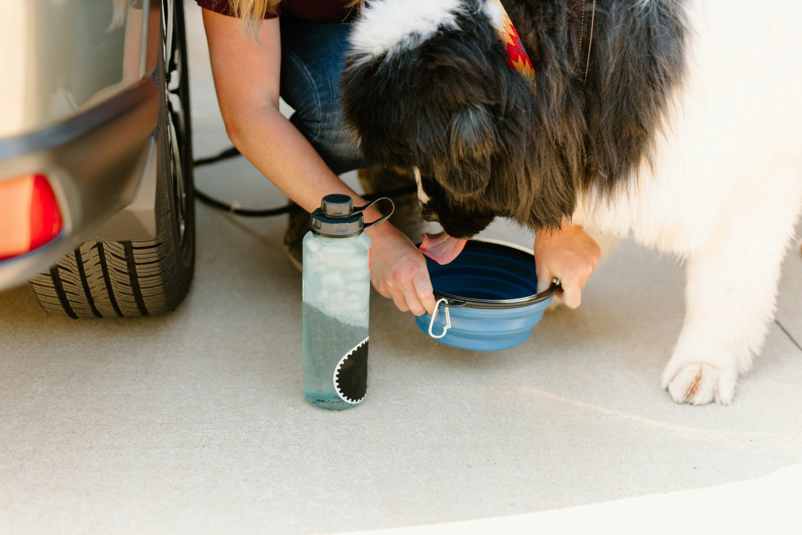A person holds a blue bowl for a large black and white dog to drink water on a concrete surface next to a parked car and a bottle filled with ice water.