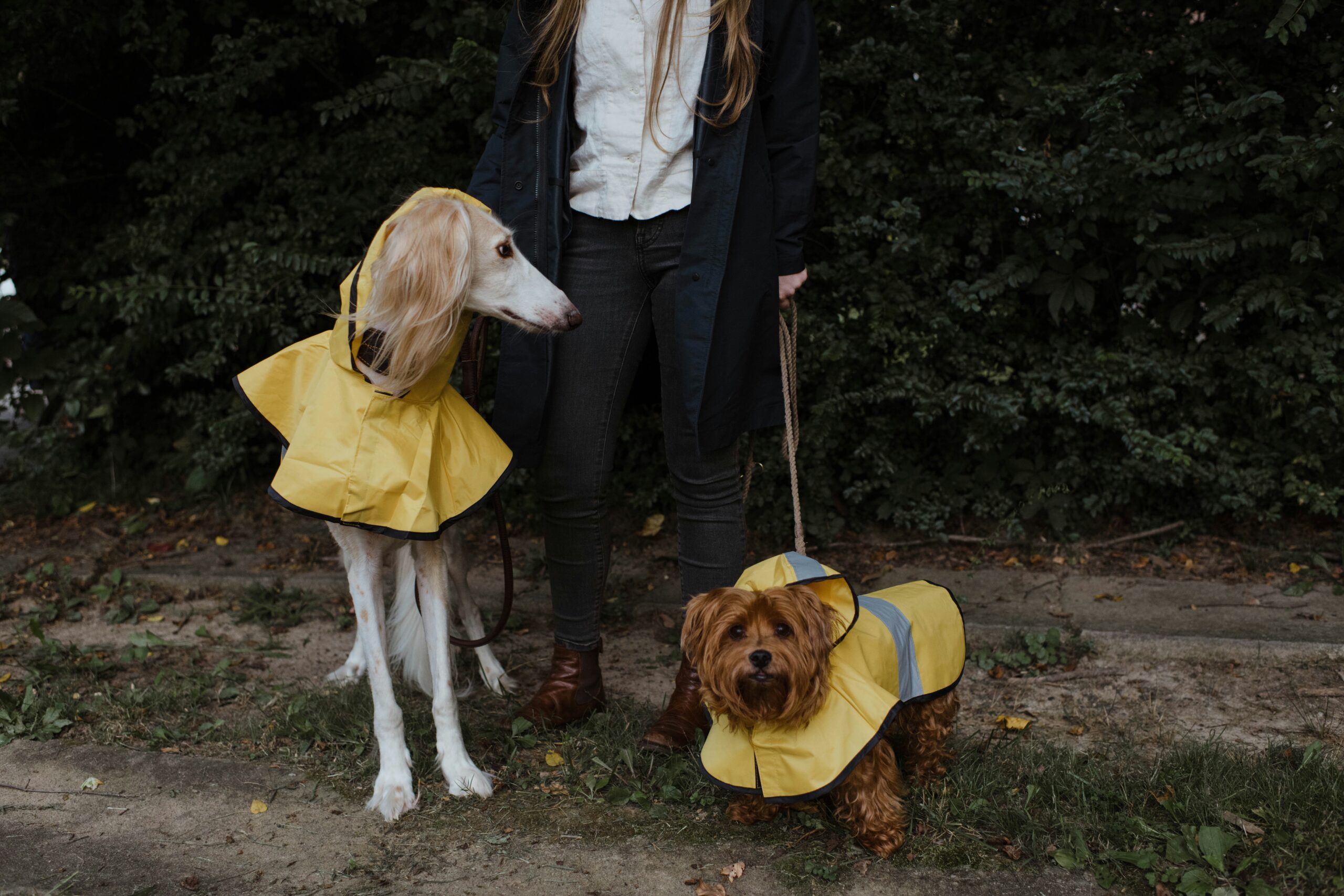 Two dogs wearing yellow raincoats stand on leashes beside a person outdoors, with greenery in the background.