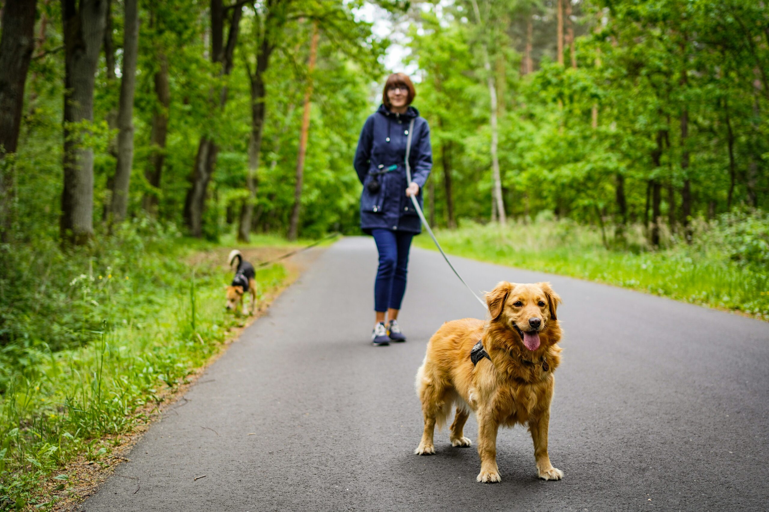 A person walks two dogs on a paved path through a green forest. One dog stands closer to the camera, while the other is farther back, sniffing near the edge of the path.