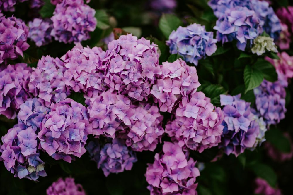 hydrangeas perennials Clusters of pink and purple hydrangea flowers in bloom with green leaves in the background.