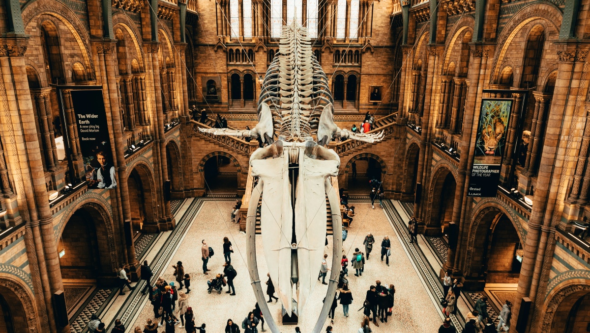 An overhead view of the crowd under a skeleton in the free Natural History Museum London