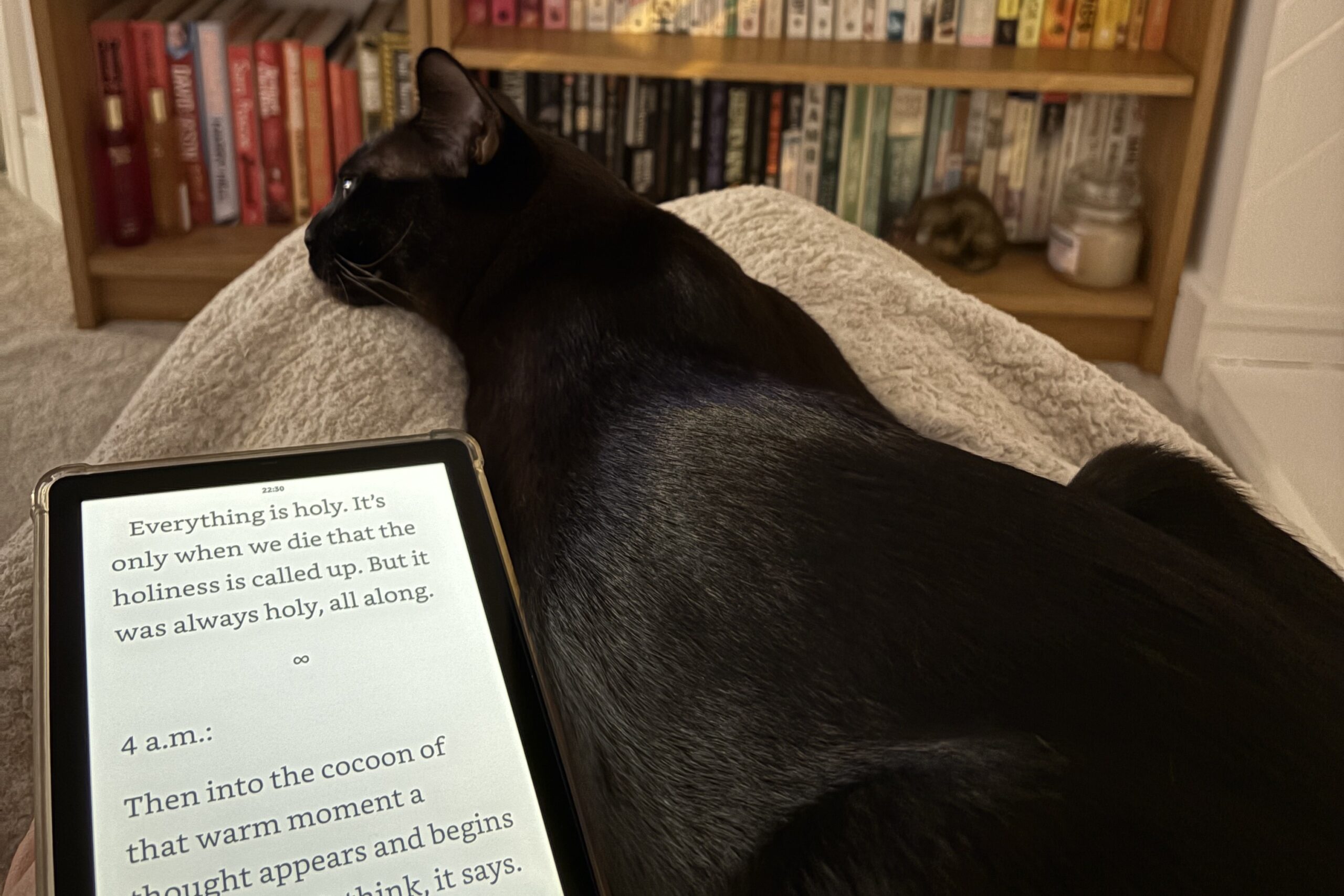 A brown cat lies on a blanket next to an e-reader displaying text, with a bookshelf in the background.
